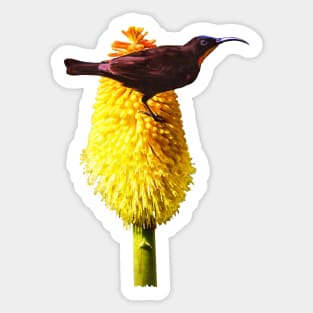 Amethyst Sunbird on Flowering Red Hot Poker Sticker